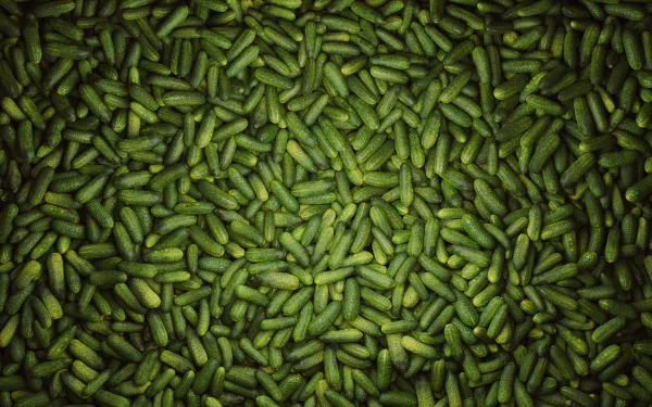 HD PC desktop wallpaper featuring a dense, vibrant pattern of fresh, green cucumbers, highlighting the food’s texture and natural color in rich detail.