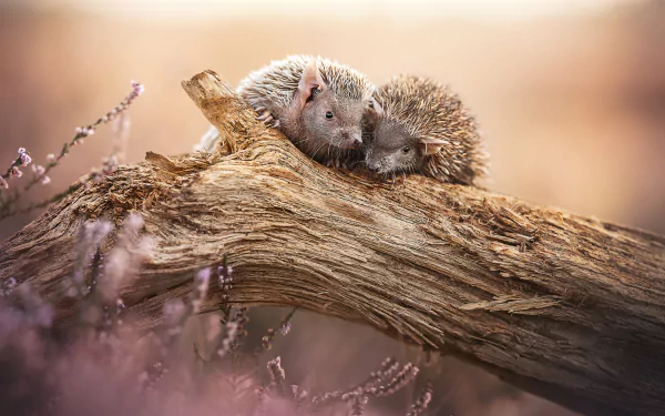 Animal hedgehog HD Desktop Wallpaper | Background Image