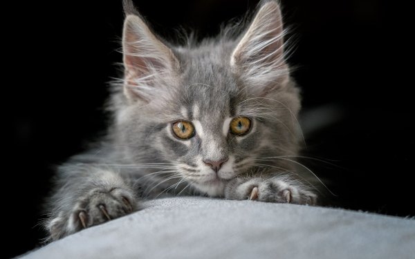 Animal Maine Coon Cats Kitten HD Wallpaper | Background Image