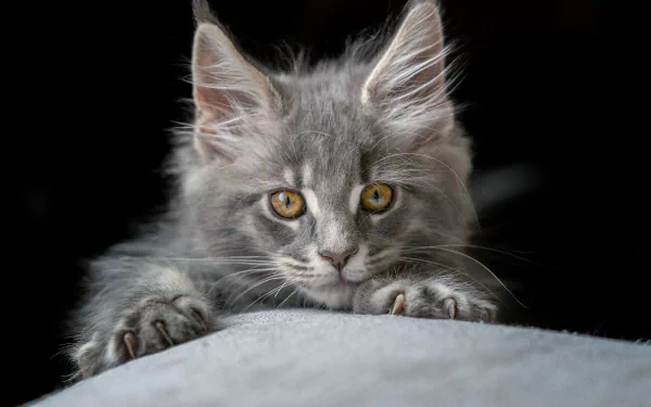 kitten Animal maine coon HD Desktop Wallpaper | Background Image