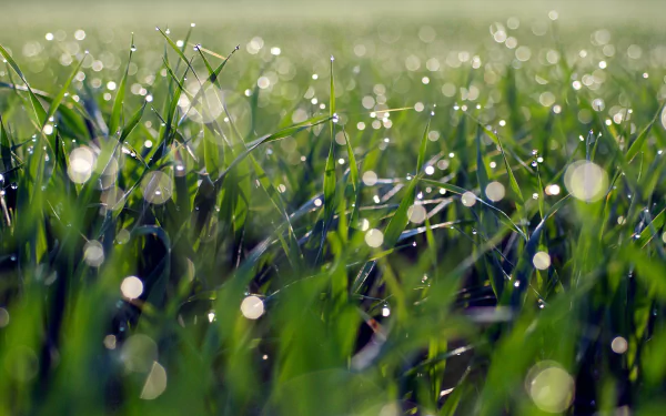 nature grass HD Desktop Wallpaper | Background Image