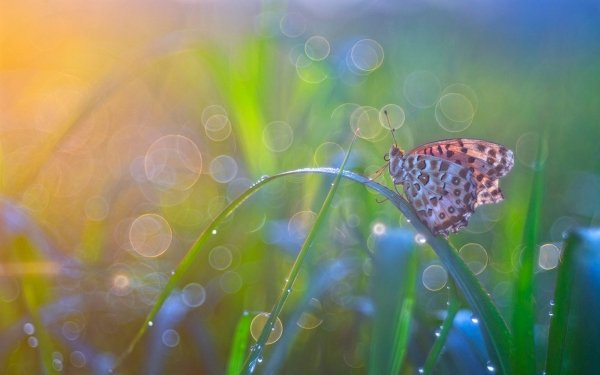 Animal Butterfly Insects Bokeh HD Wallpaper | Background Image