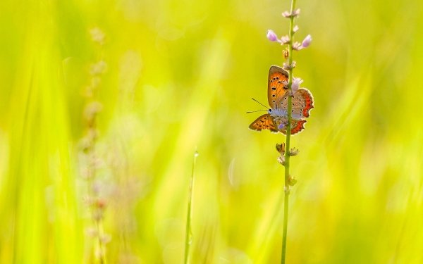 Animal Butterfly Insects HD Wallpaper | Background Image