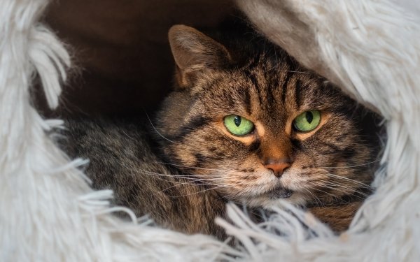 Animal Cat HD Wallpaper | Background Image