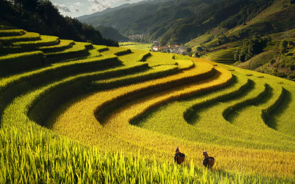 man made rice terrace HD Desktop Wallpaper | Background Image