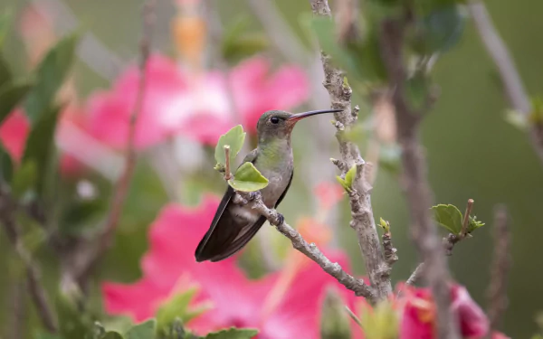 Animal hummingbird HD Desktop Wallpaper | Background Image