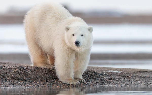 Majestic polar bear in its natural habitat, standing on ice in the Arctic.