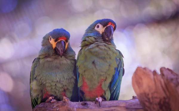 Animal parrot HD Desktop Wallpaper | Background Image