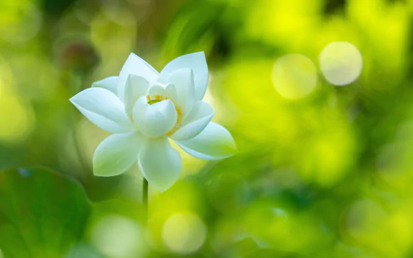 nature lotus HD Desktop Wallpaper | Background Image
