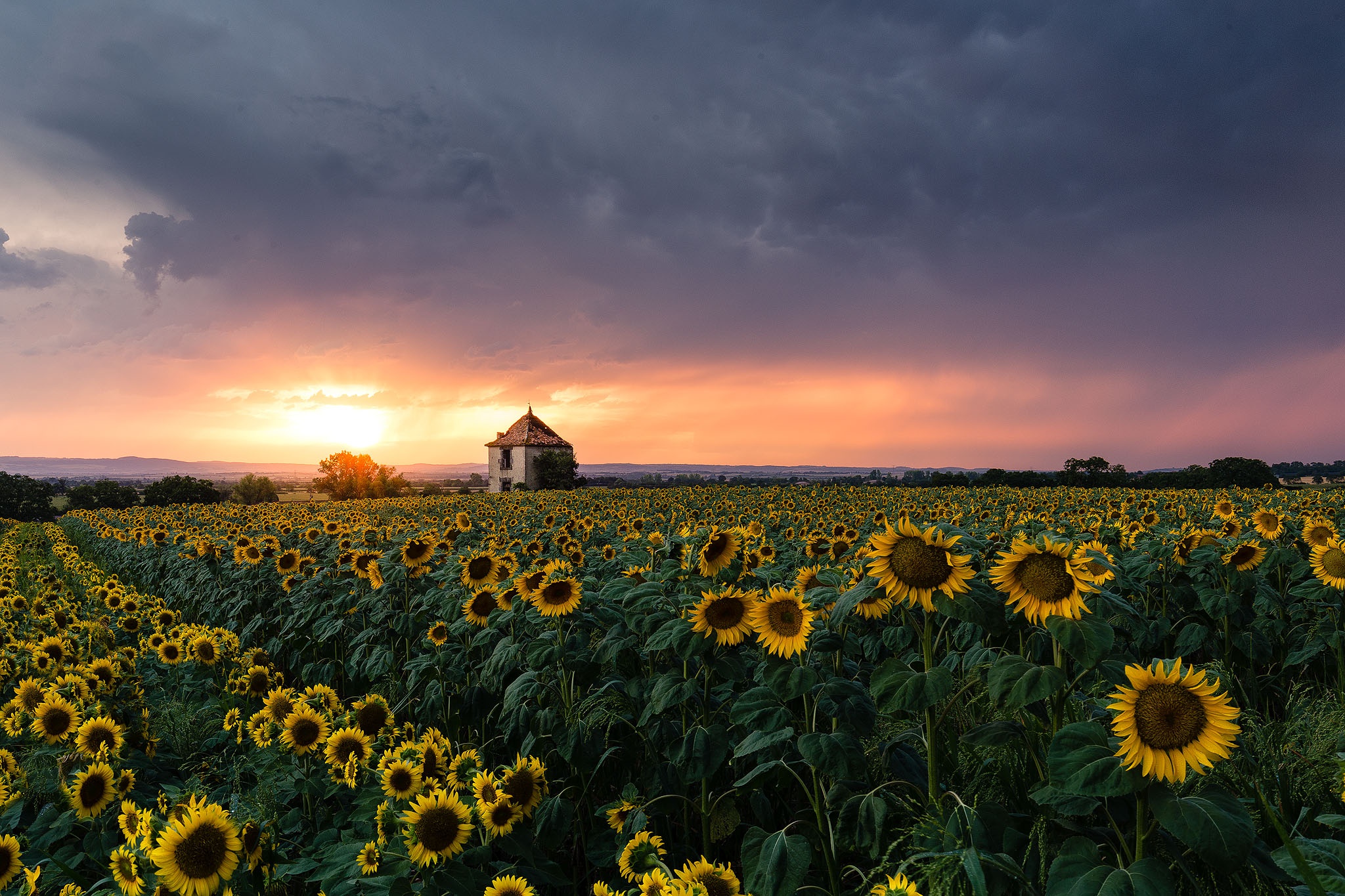 Download Nature Sunflower HD Wallpaper