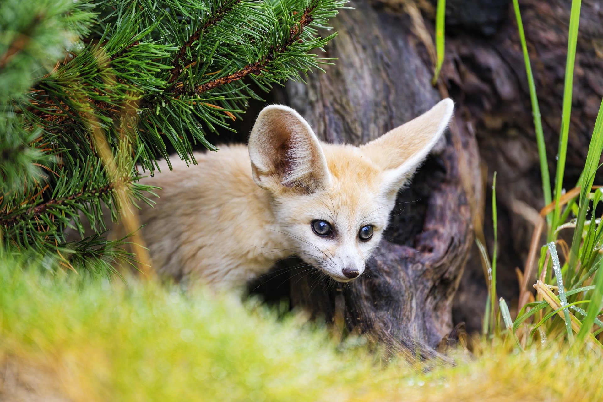 Download Animal Fennec Fox 4k Ultra HD Wallpaper