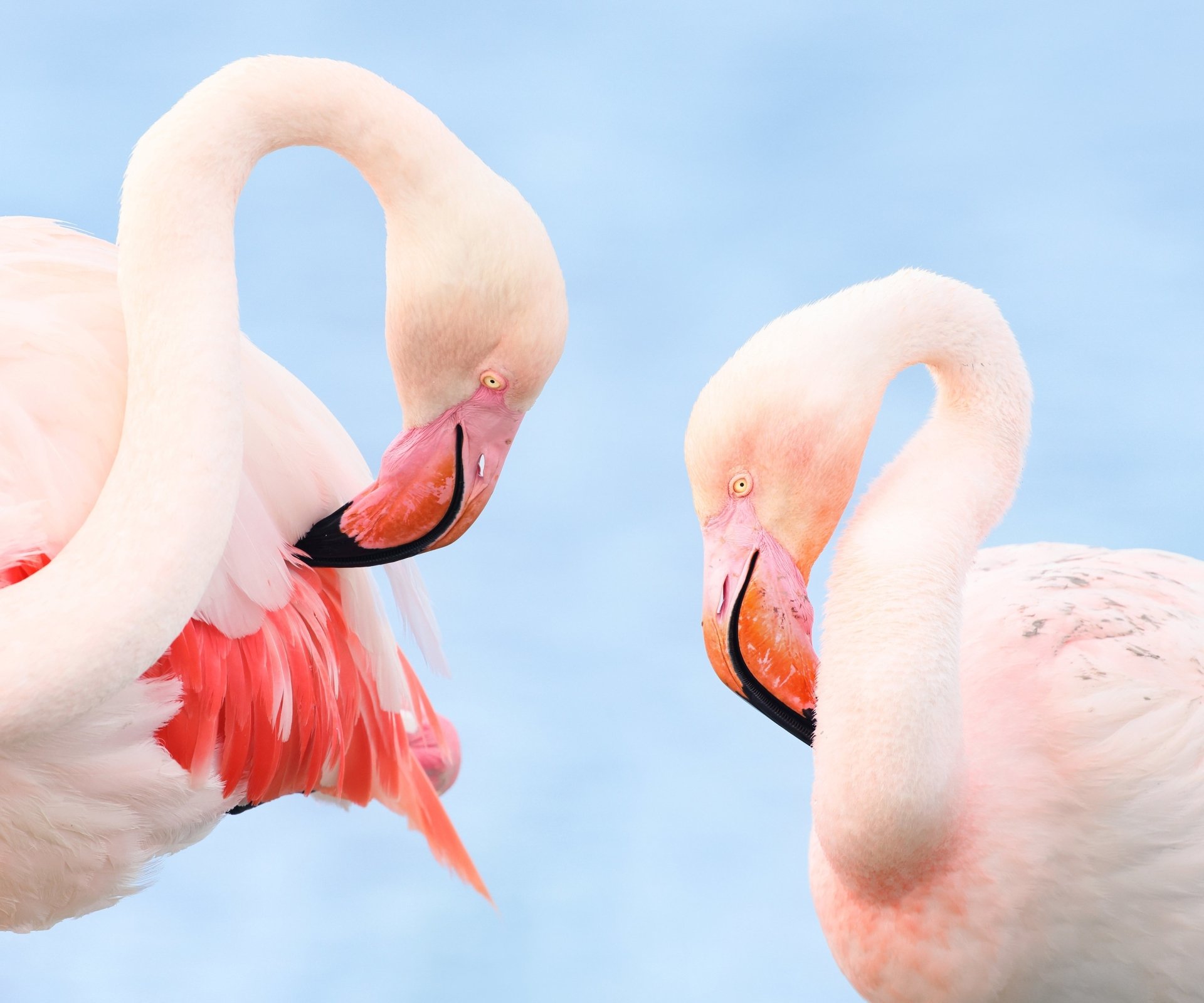 Download Animal Flamingo HD Wallpaper