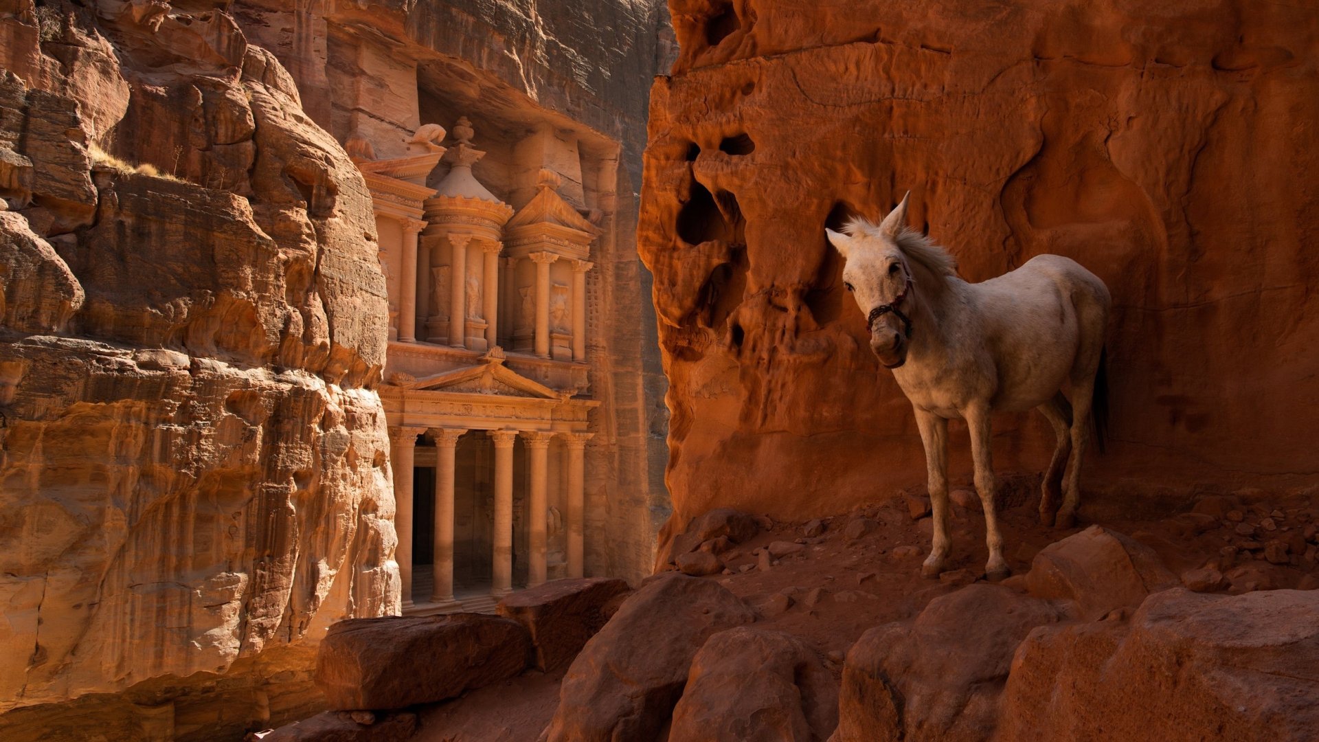 Download Animal Donkey HD Wallpaper