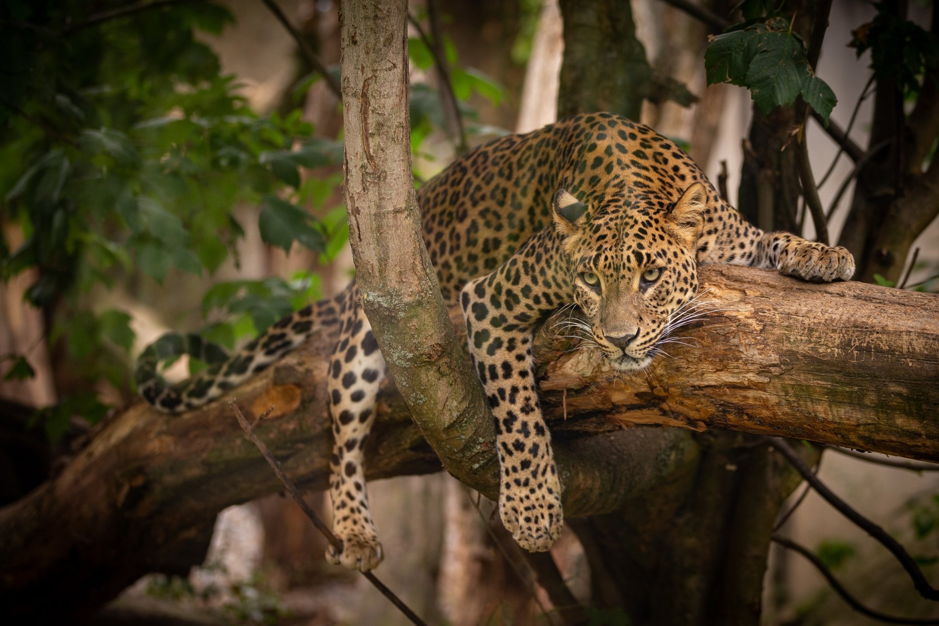 A leopard resting on a tree branch in a lush forest, captured in vivid detail for a 4K Ultra HD PC desktop wallpaper background.