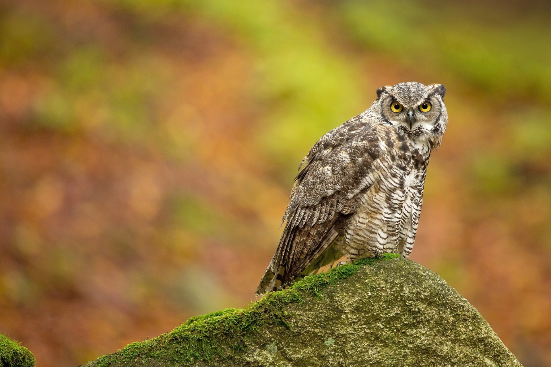 Download Animal Owl HD Wallpaper