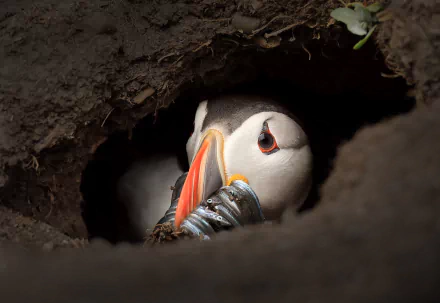 Animal puffin HD Desktop Wallpaper | Background Image