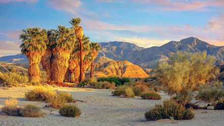  USA - California - Anza-Borrego Desert State Park