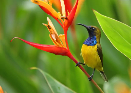 Olive-backed Sunbird Animal sunbird HD Desktop Wallpaper | Background Image