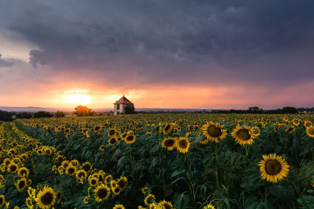 nature sunflower HD Desktop Wallpaper | Background Image