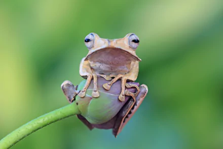 Animal frog HD Desktop Wallpaper | Background Image