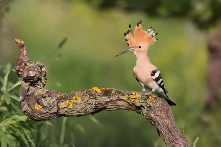 Animal hoopoe HD Desktop Wallpaper | Background Image
