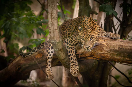 Animal leopard HD Desktop Wallpaper | Background Image