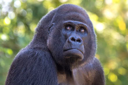 Animal gorilla HD Desktop Wallpaper | Background Image