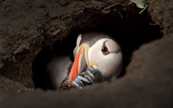 Animal Puffin Birds Seabirds HD Wallpaper | Background Image