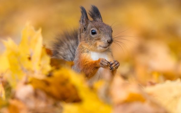 Animal Squirrel HD Wallpaper | Background Image