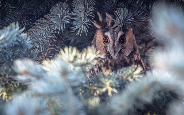 long eared owl Animal owl HD Desktop Wallpaper | Background Image