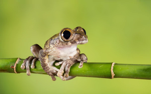Animal frog HD Desktop Wallpaper | Background Image