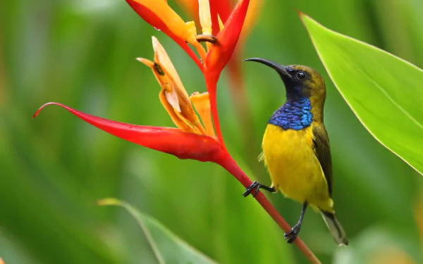 Olive-backed Sunbird Animal sunbird HD Desktop Wallpaper | Background Image