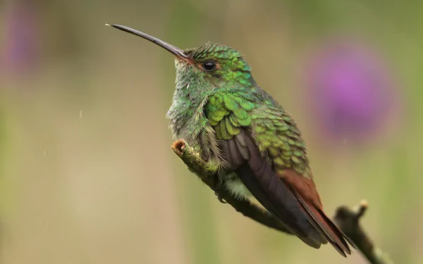 Animal hummingbird HD Desktop Wallpaper | Background Image