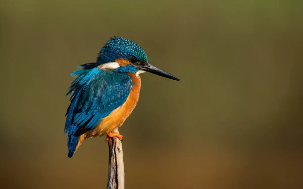 Animal kingfisher HD Desktop Wallpaper | Background Image