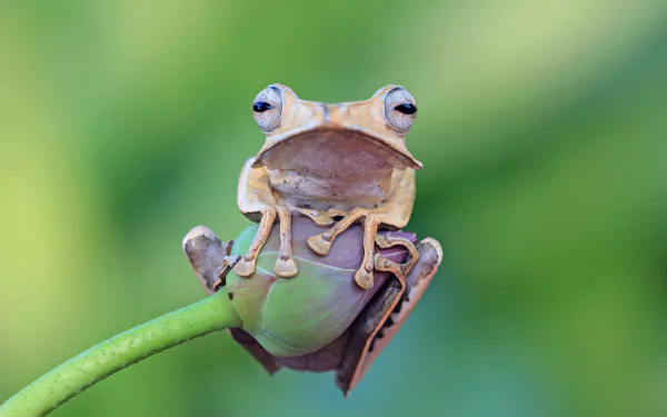 Animal frog HD Desktop Wallpaper | Background Image