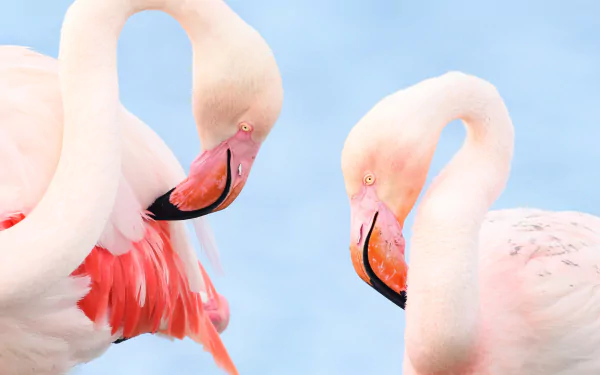 Animal flamingo HD Desktop Wallpaper | Background Image