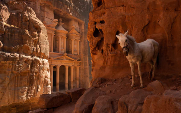 Animal donkey HD Desktop Wallpaper | Background Image