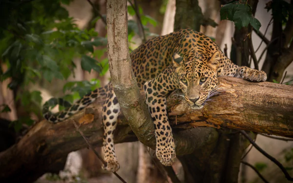 Animal leopard HD Desktop Wallpaper | Background Image