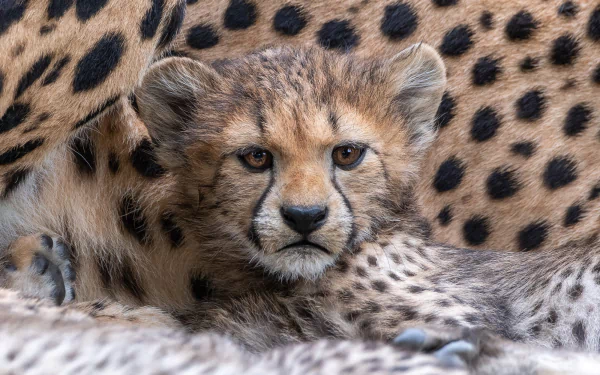 Animal cheetah HD Desktop Wallpaper | Background Image