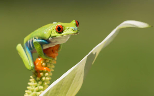 Animal red-eyed tree frog HD Desktop Wallpaper | Background Image
