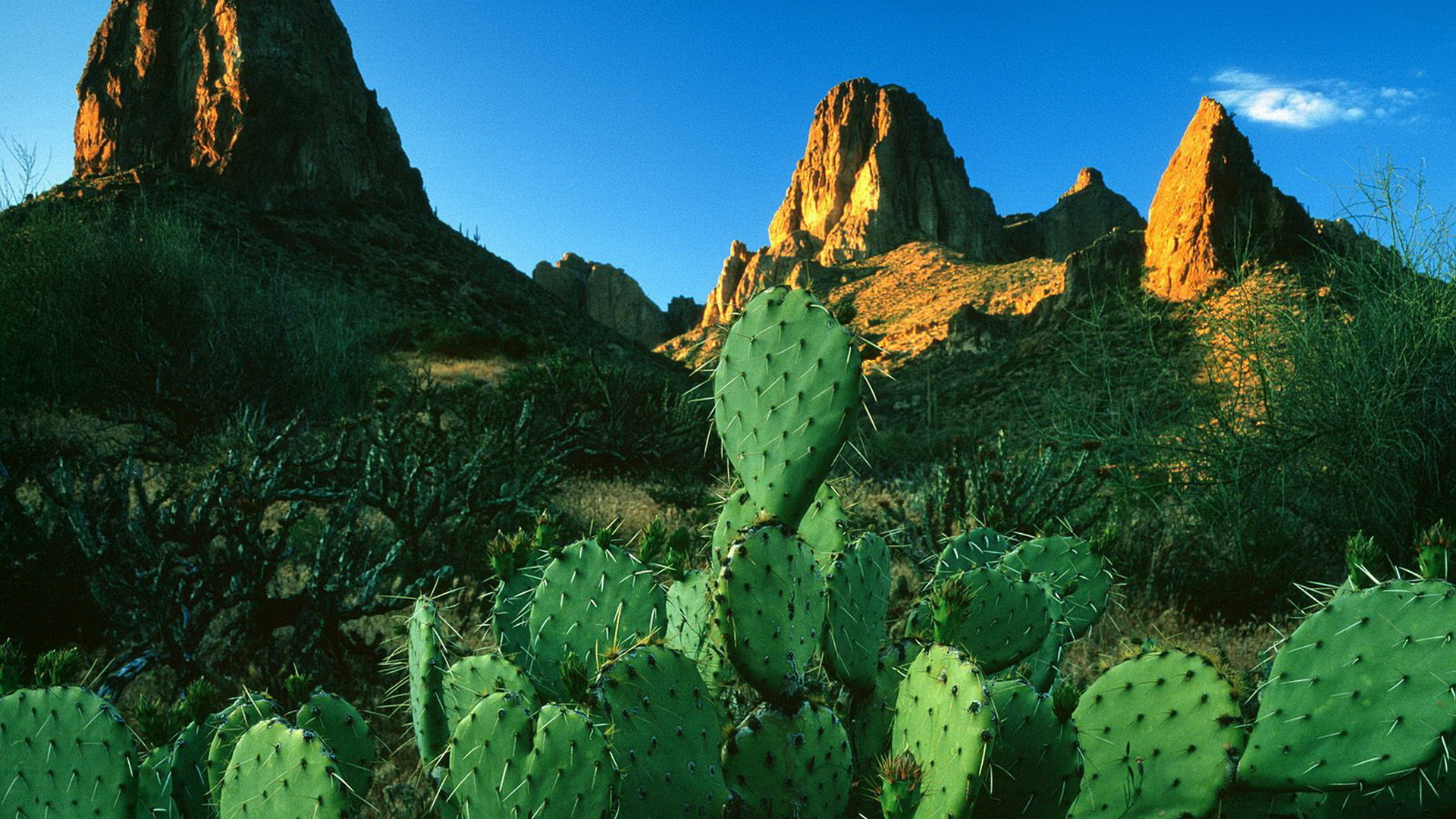 95 Cactus HD Wallpapers | Background Images - Wallpaper Abyss