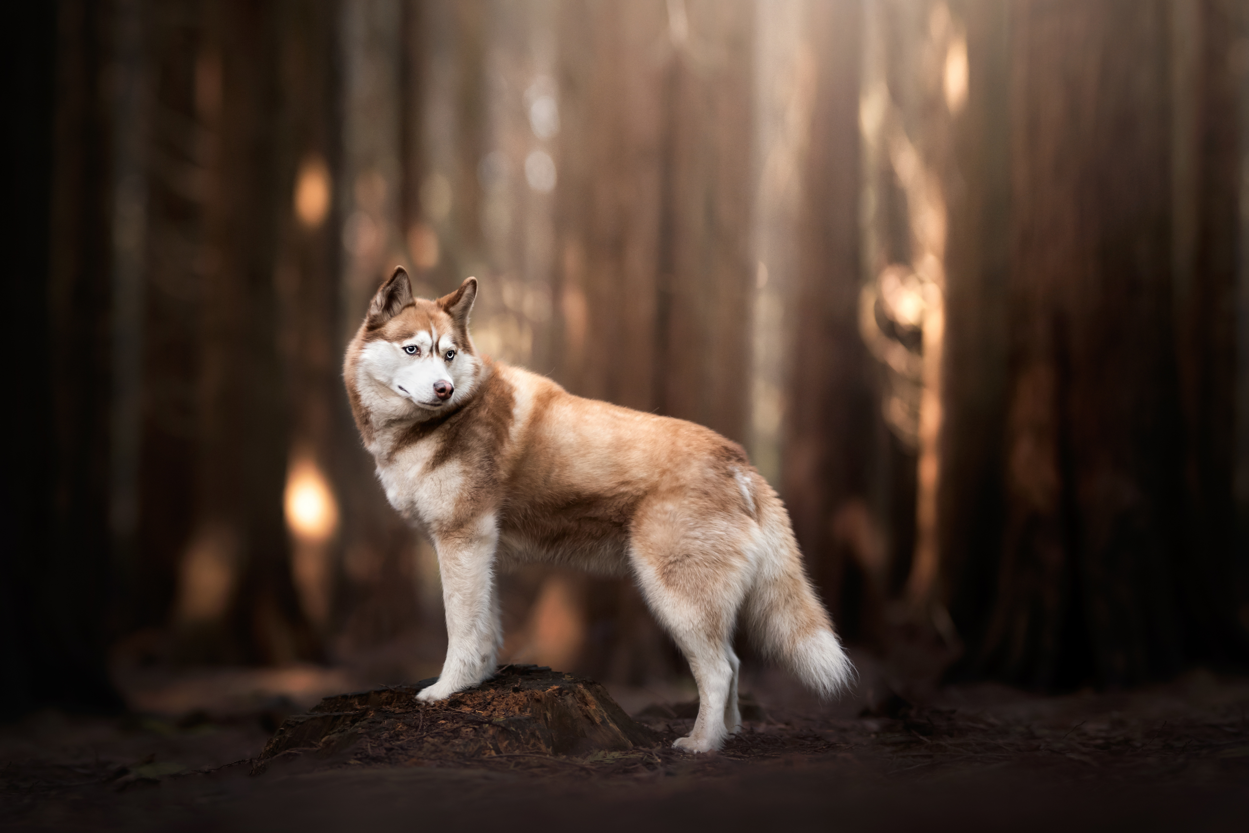 Download the Best HD Husky Wallpapers for iOS and Android