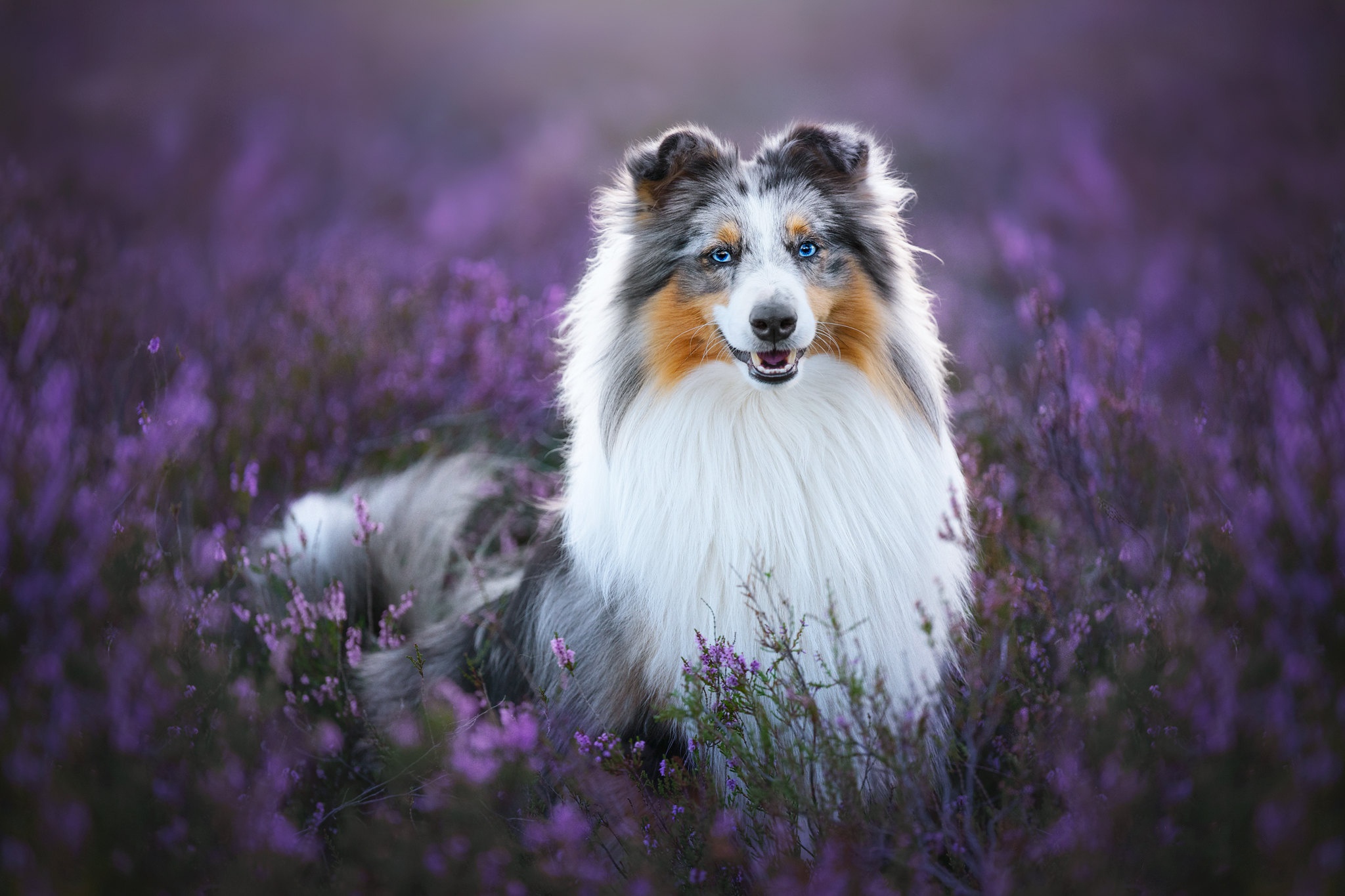 Download Animal Shetland Sheepdog HD Wallpaper