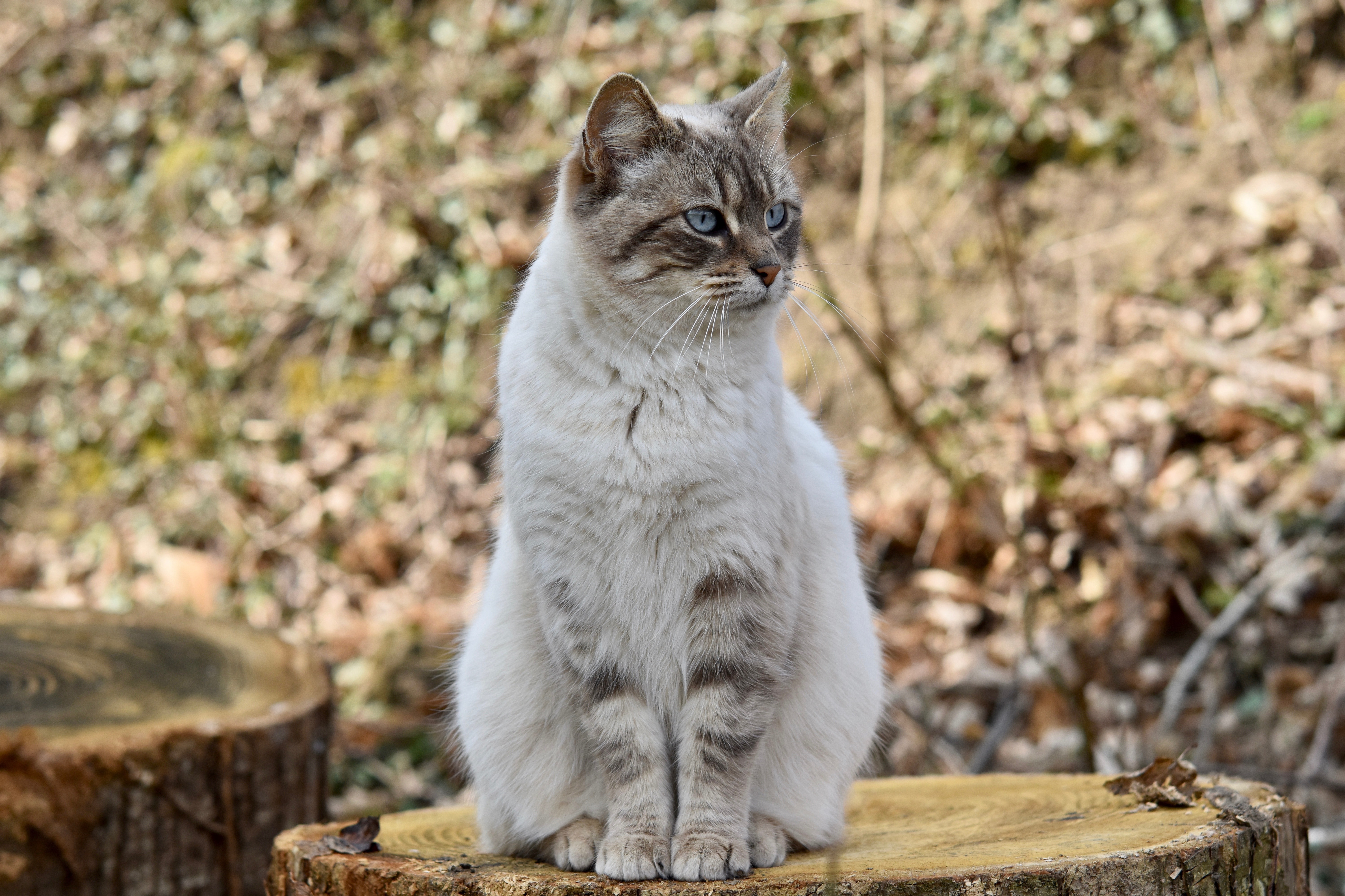 Крупно сидит. Кошка сидит. Сидячая кошка. Сидячий кот. Красивые позы кошек.