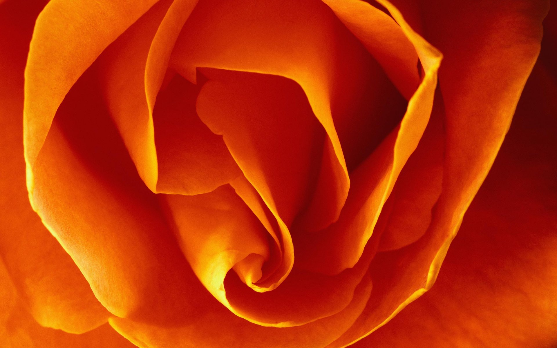 Macro close-up of an orange rose in vibrant detail, capturing the delicate petals and natural beauty, designed as a HD PC desktop wallpaper and background.