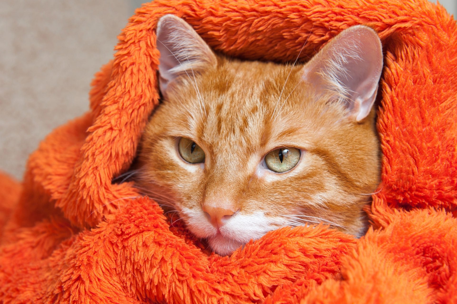HD desktop wallpaper featuring a close-up of an orange tabby cat wrapped in a soft, vibrant orange blanket, highlighting its calm expression and green eyes.