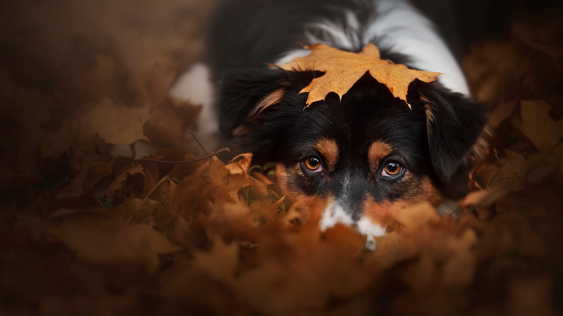 Download Animal Australian Shepherd 4k Ultra HD Wallpaper