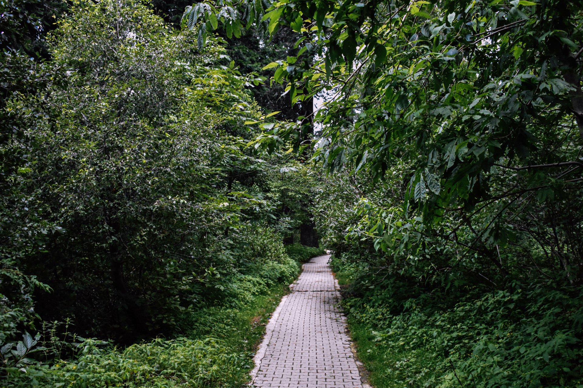 Into the jungle by aad235