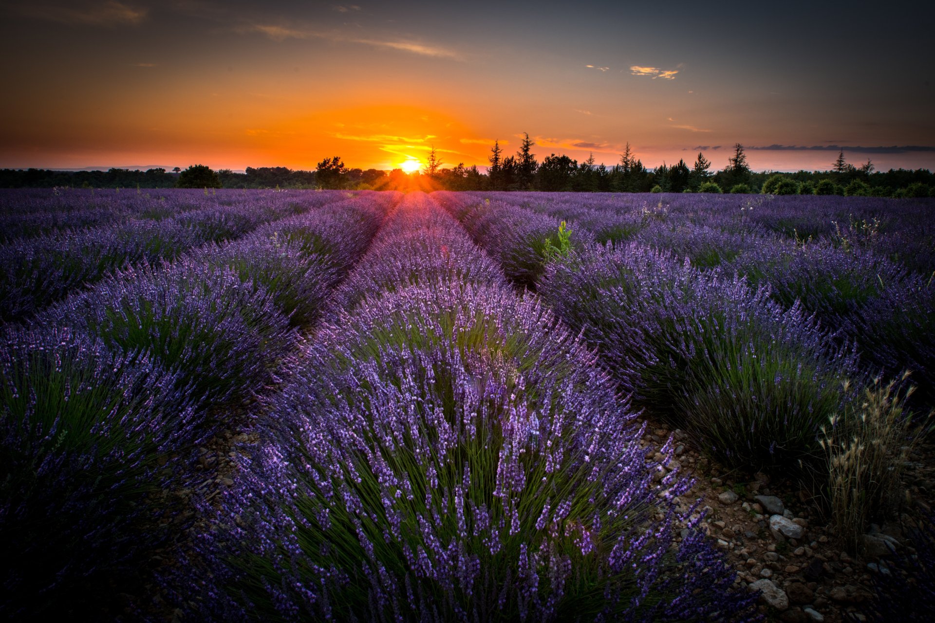 Download Nature Lavender 4k Ultra HD Wallpaper