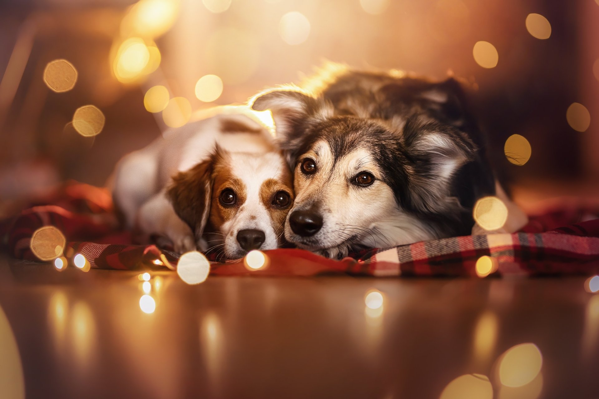 Download Animal Dog HD Wallpaper | 2048x1365 | Wallpaper Abyss